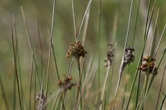 IMG_0141