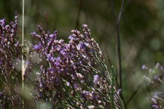 IMG_0153