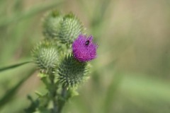 IMG_0177