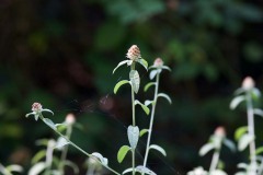 IMG_0191