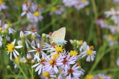 IMG_8458