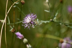 IMG_9802