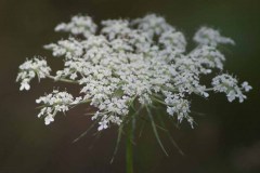 IMG_9821-2