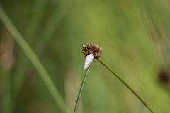 IMG_9834