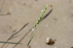 IMG_9963