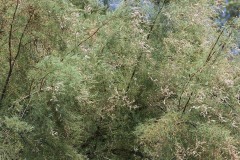 IMG_9973