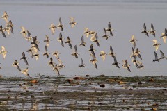 La spiaggia e piovanelli pancianera (Calidris alpina)